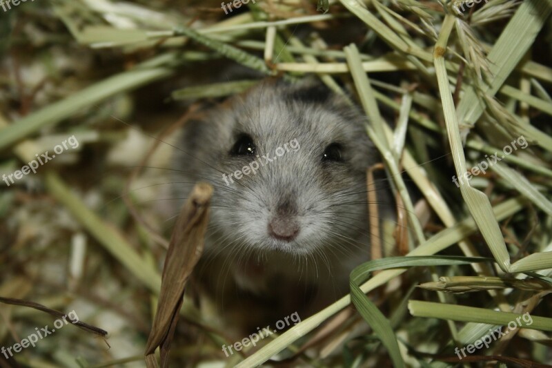 Animal Whole Little Wildlife Mice