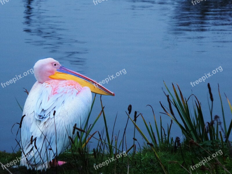 Lake Pelikan Bank Water Water Bird