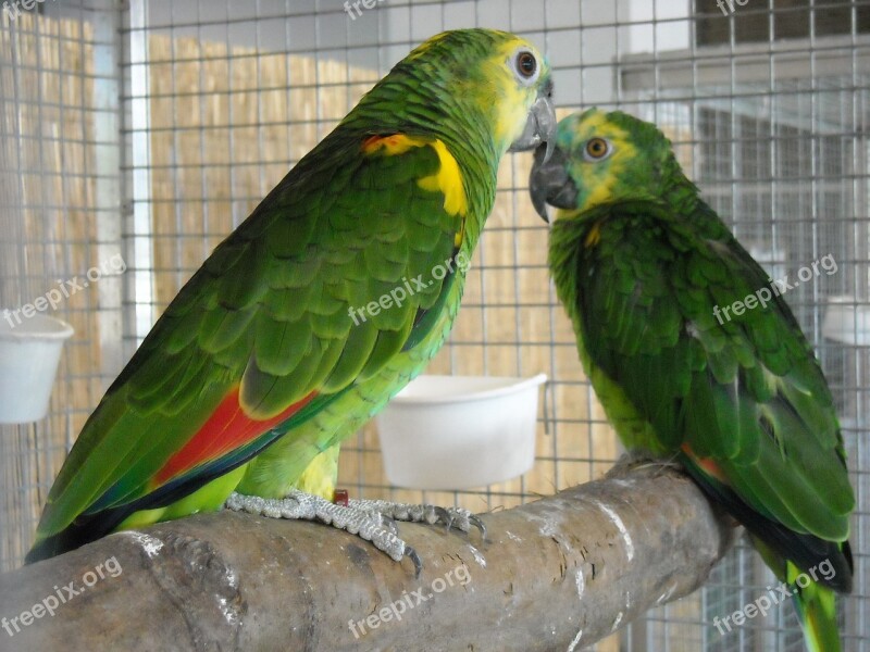 Parakeets Small Parrots Pets Birds Green