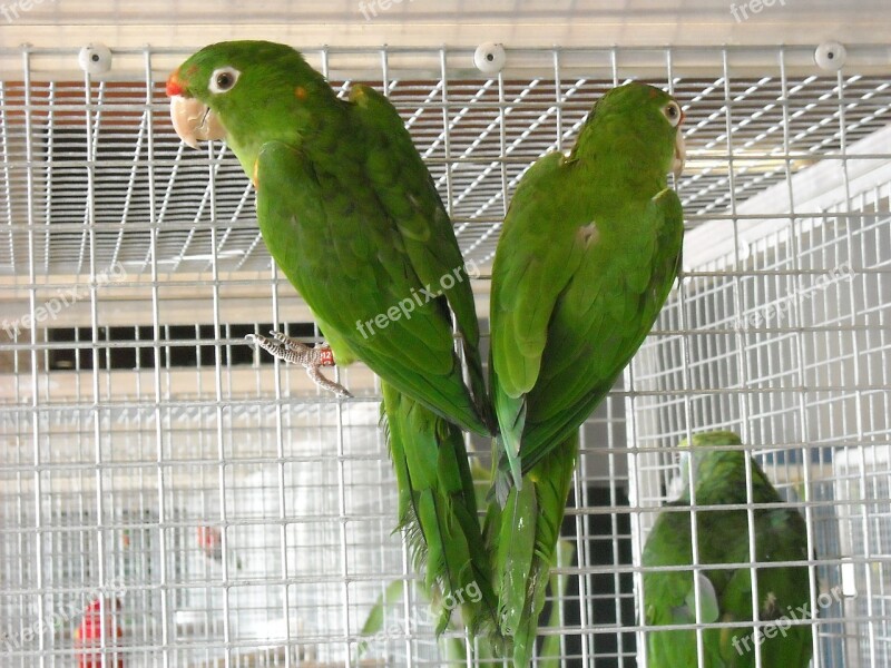 Parakeets Small Parrots Birds Cage Pets