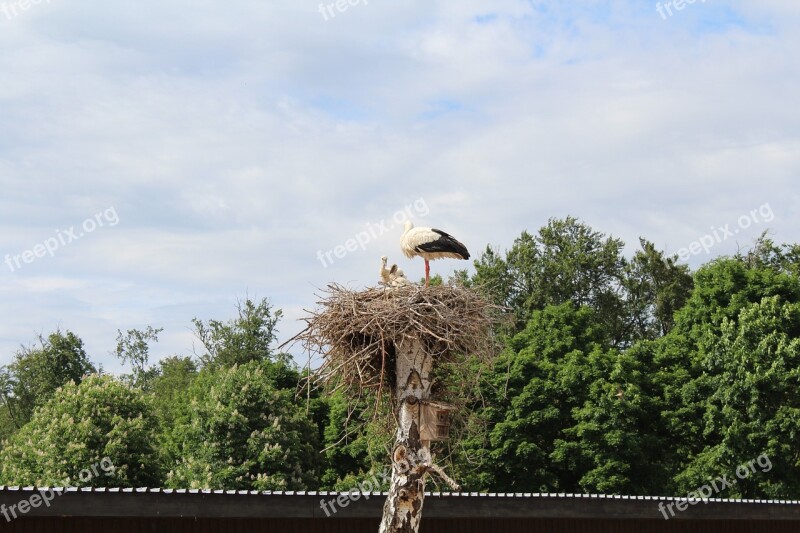 Stork Nest Park Storks Rattle Stork