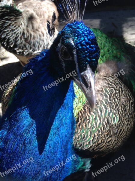 Peacock Colors Mother Nature Miracle Bird King Of Birds