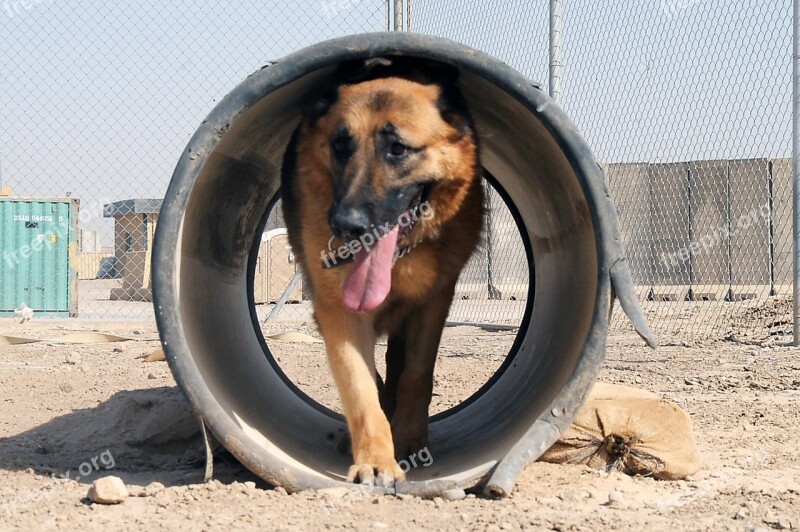 German Shepherd Dog Canine Trained Working