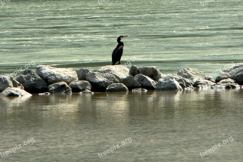 Slovakia Danube Moravia River Bird