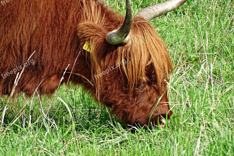 Cow Scottish Highlanders Cattle Brown Meadow