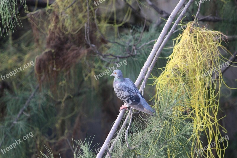 Pigeon Tree Freedom Free Photos