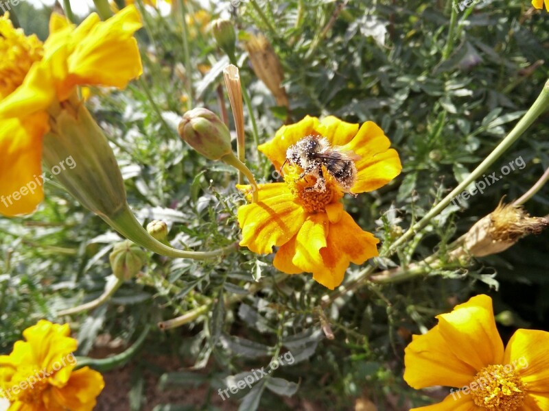 Hummel Flower Food Nature Insect