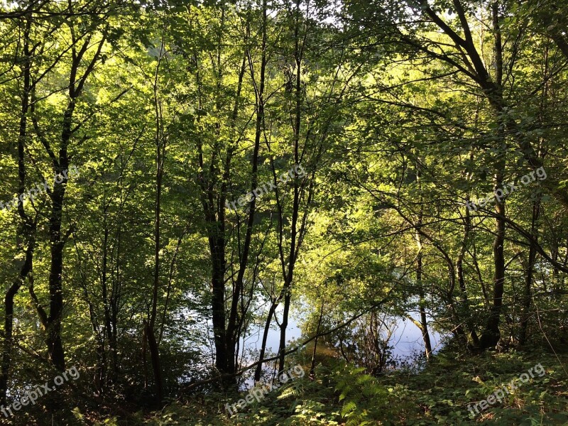 Forest Lake Nature Trees Landscape