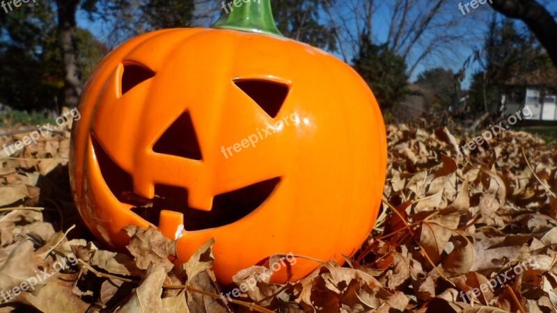 Pumpkin Leaves Fall Sunshine Autumn