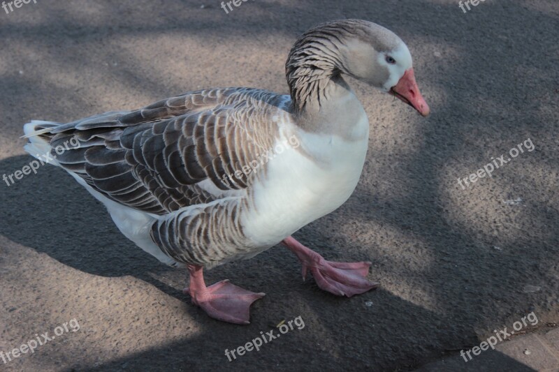 Goose Gander Bird Webbed Feet Animal