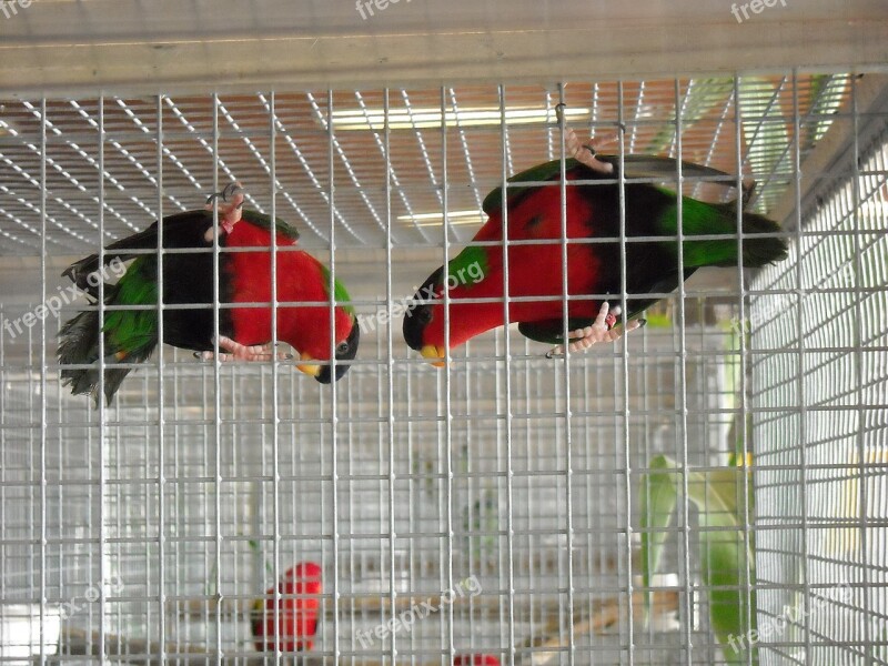 Parakeets Small Parrots Birds Colorful Red And Green