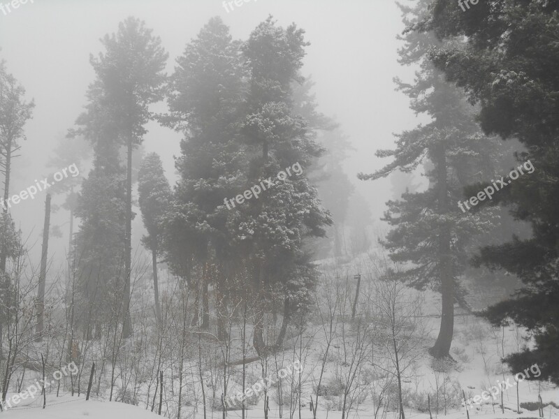 Trees Ice Forest Fog Winter Trees