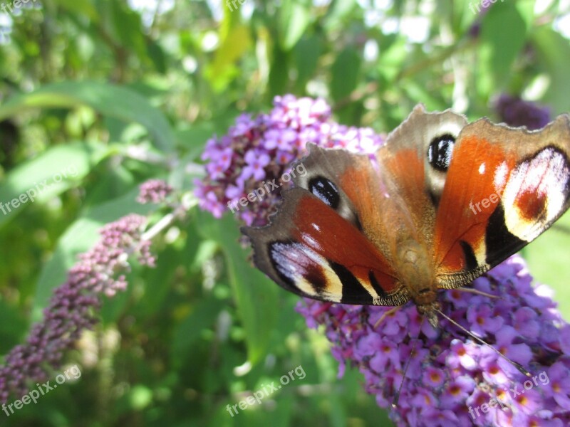 Butterfly Peacock Close Up Blossom Bloom