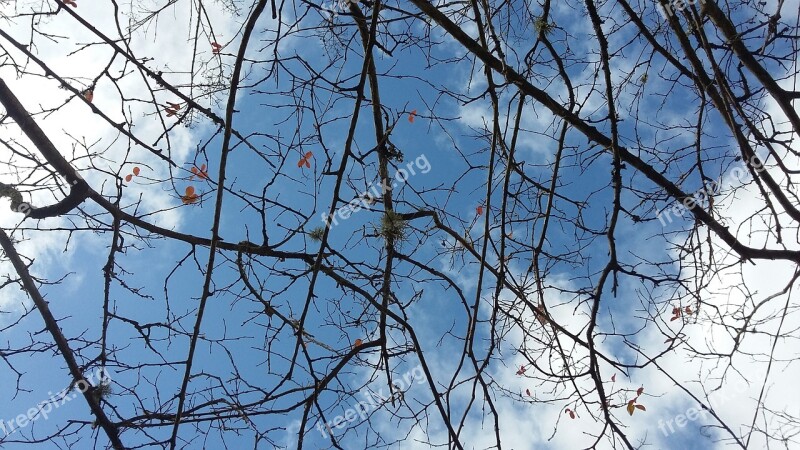 Sky Twigs Nature Tree Old Tree