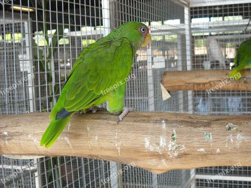 Parakeet Small Parrot Bird Pet Cage