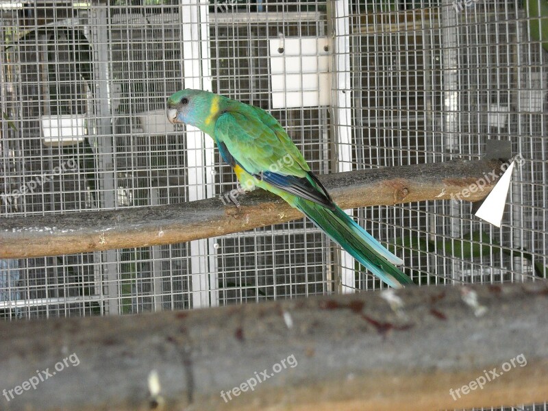 Parakeet Small Parrot Bird Pet Cage