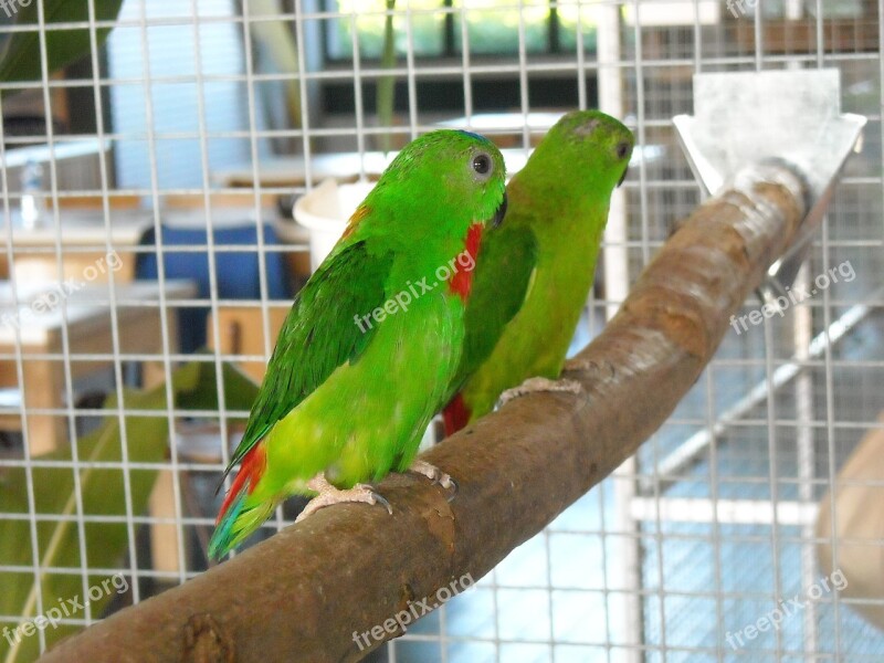 Parakeets Small Parrots Birds Colorful Cage