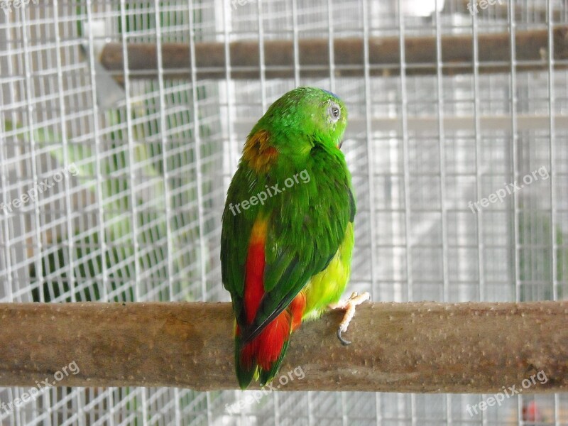 Parakeet Small Parrot Bird Pet Cage