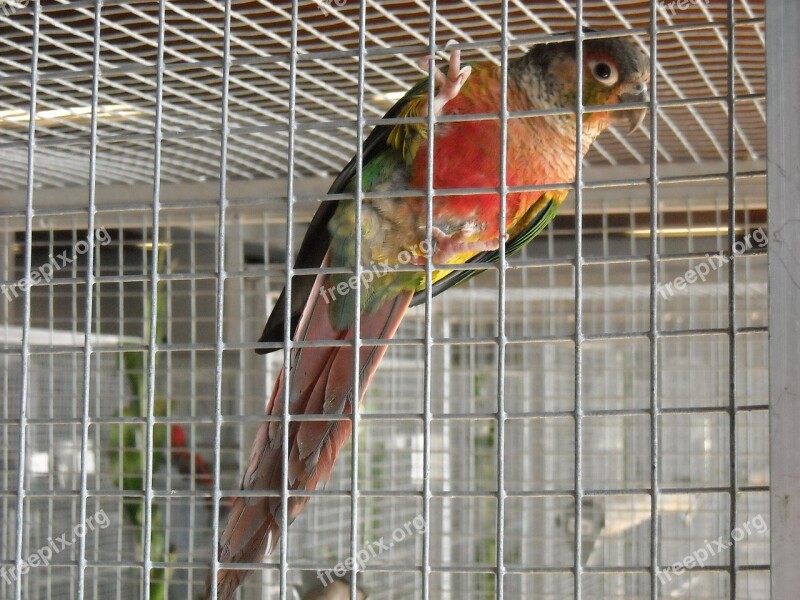 Parakeet Small Parrot Bird Colorful Pet