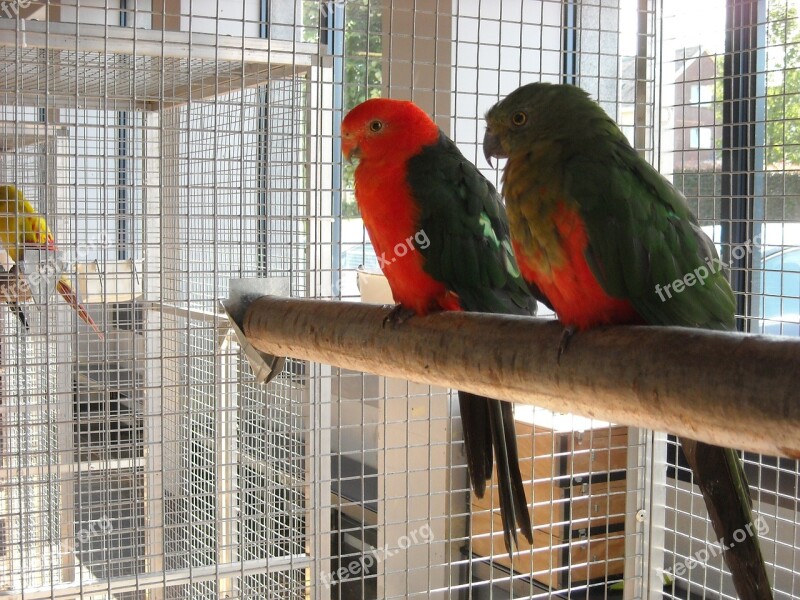 Parakeets Small Parrots Birds Pets Cage