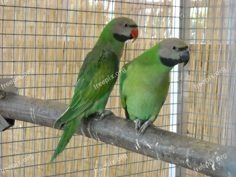 Parakeets Small Parrots Birds Pets Cage