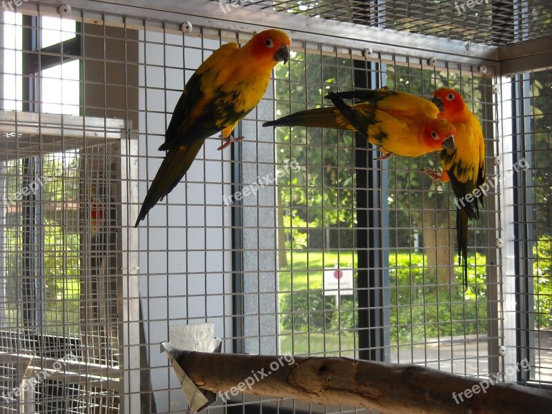 Parakeets Small Parrots Birds Colorful Cage