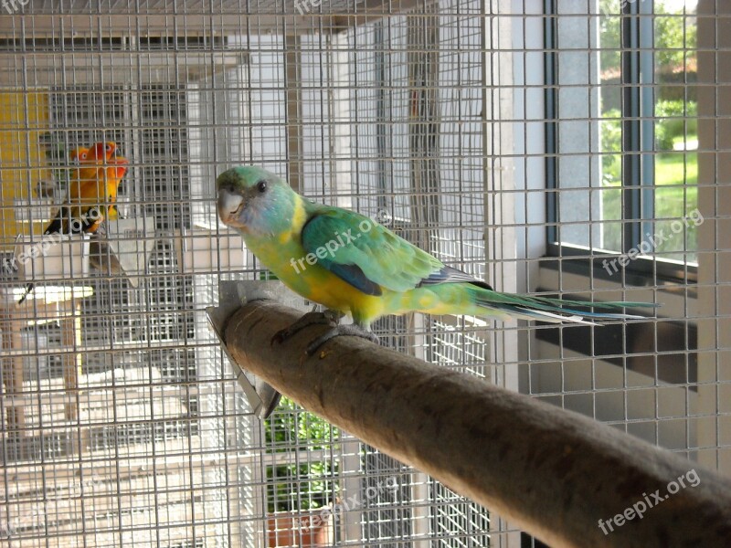 Parakeet Small Parrot Bird Pet Cage