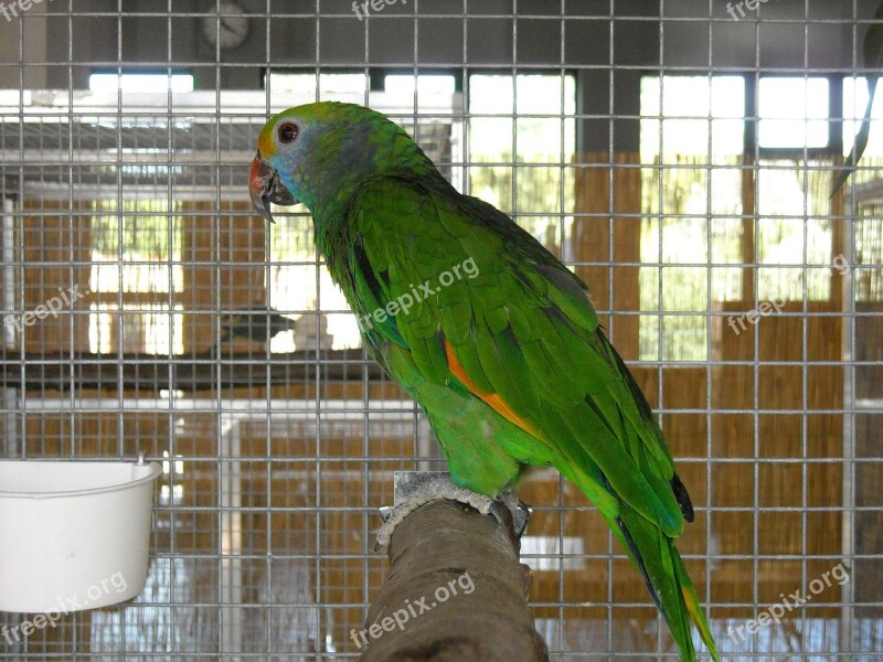 Parakeet Small Parrot Birds Cage Pet