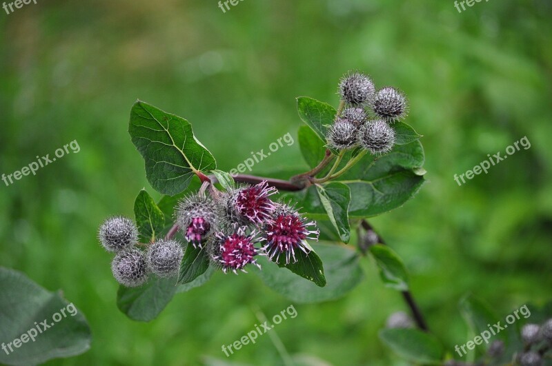 Nature Agrimony Macro Grass Inflorescence