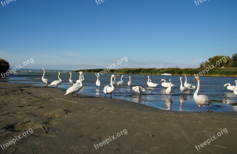 Swans Balaton Lake Covey Water Bird