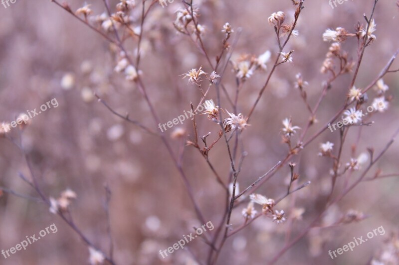 Autumn Ye Tian Dried Flowers Plant Small Fresh