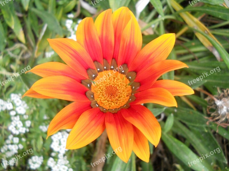 Flower Orange Flower Orange Flowers Garden