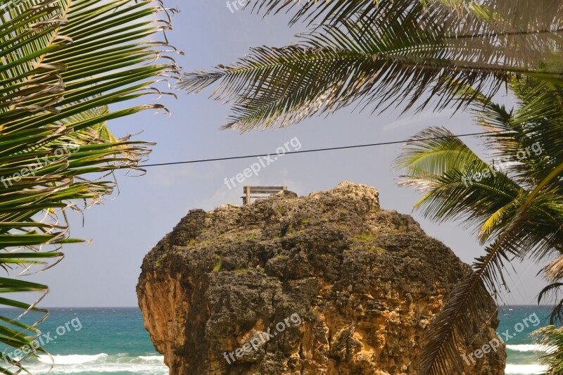 Barbados Palm Trees Beach Seascape Sand