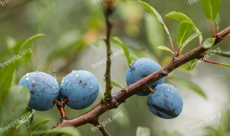 Schlehendorn Schlehe Blackthorn Fruit Heckendorn