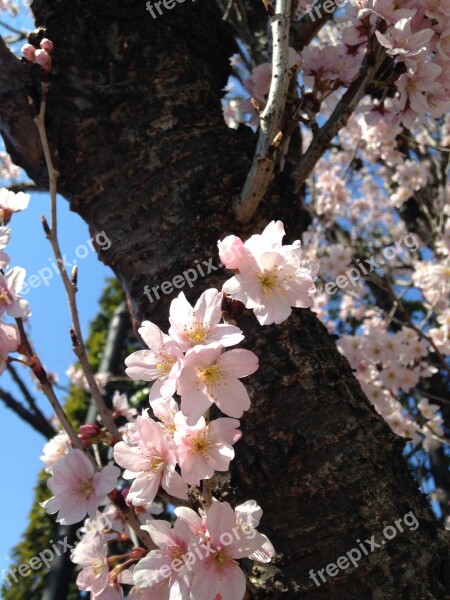 Spring Sakura Cherry Blossom Spring Flowers Pink Flower