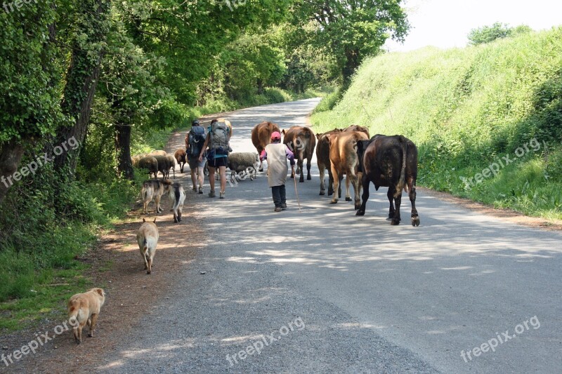 Jakobsweg Camino Spain Roar Cows