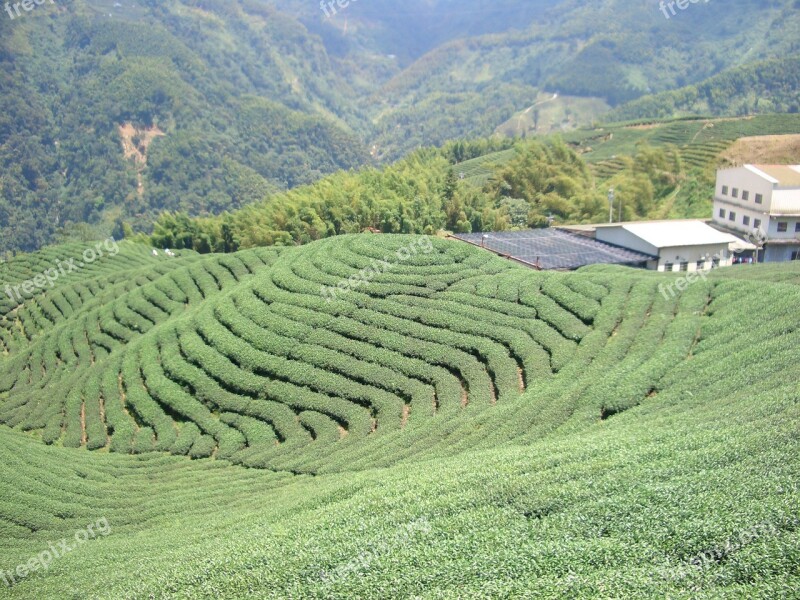 Tea Garden Tea Cultivation Tee Free Photos