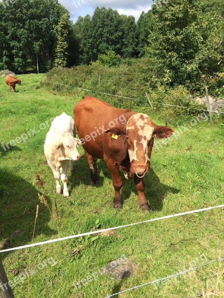 Cow Calf Nature Pasture Free Photos