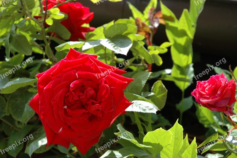 Rose Red Sunlight Red Roses Flower