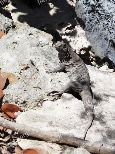 Iguana Animal Beach Heat Reptile