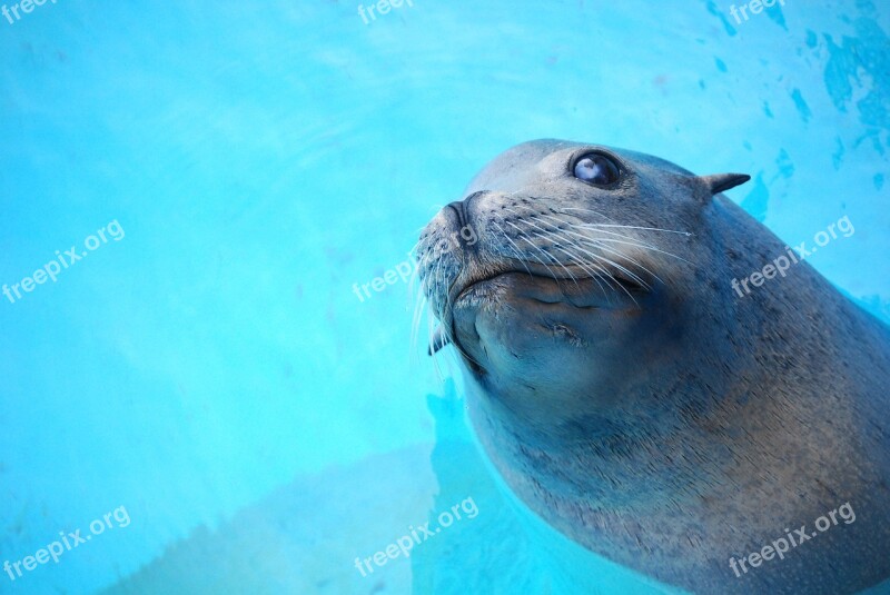 Animal Seal Water Nature Mammal