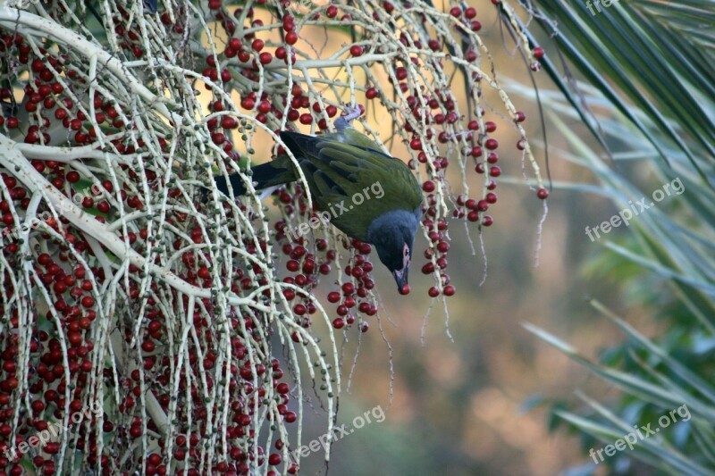 Bird Figbird Berry Australia Tree