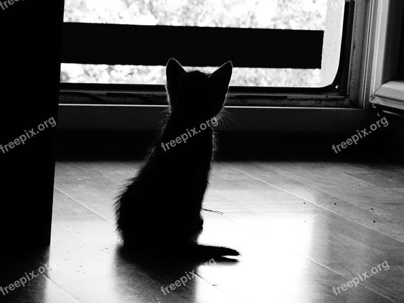 Baby Cat Silhouette Black And White Free Photos