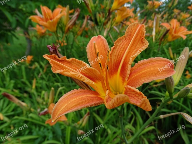 Flower Orange Flowers Blossom Bloom Green