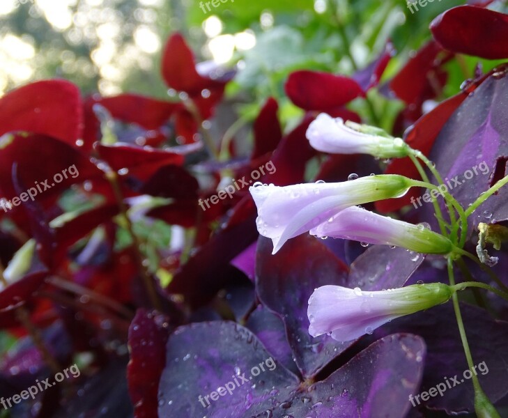 Plant Blossom Bloom Leaves Garden