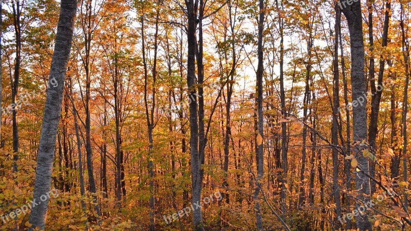 Trees Forest Woods Nature Forest Trees