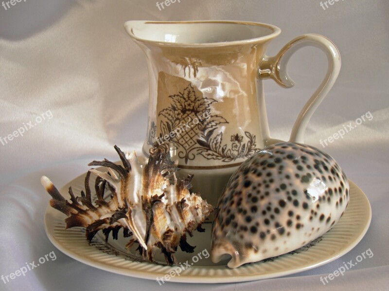 Still Life Seashells Tableware Composition Cup