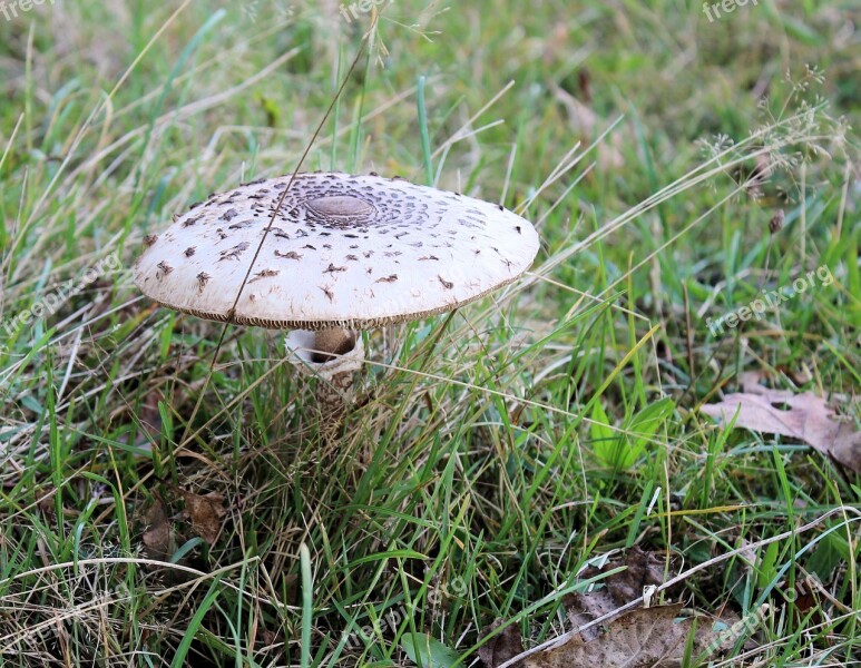 Mushroom Autumn Agaric Beige Forest