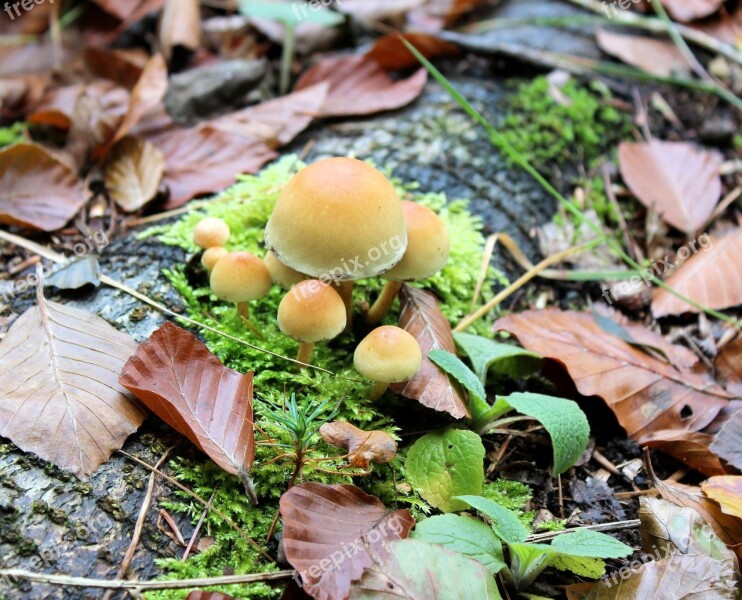 Mushroom Autumn Agaric Beige Little