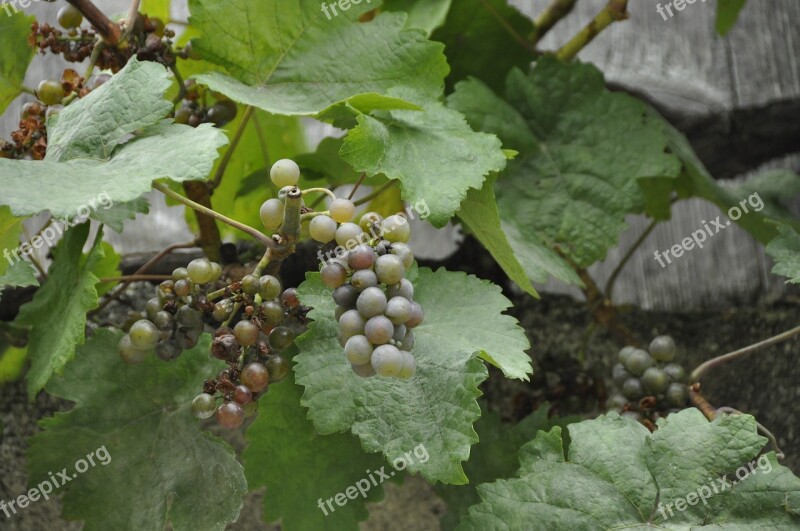 Grapes Grapevine Vines Winegrowing Wine